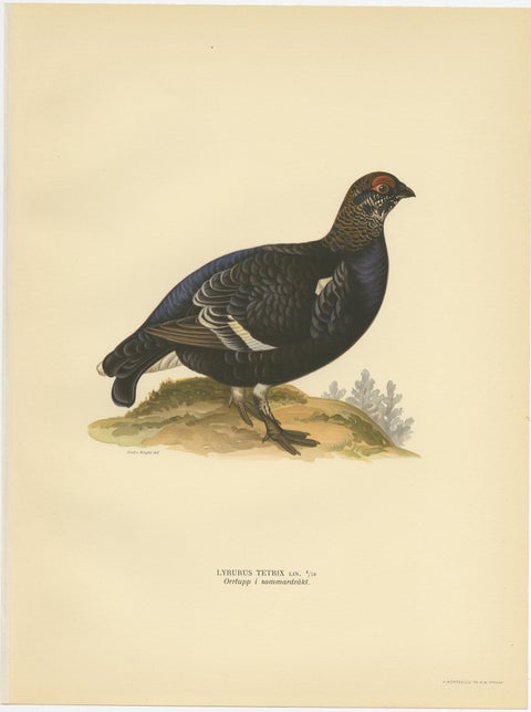 Antique Bird Print of the Black Grouse 'Male' by Von Wright, 1929, view 2