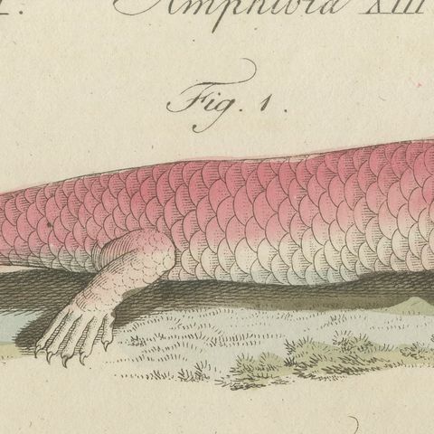 Skink and Grey Lizards, Antique Bertuch Print, Vienna, circa 1805, close-up 4