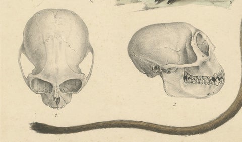 Rare Vintage Print: Olive Colobus Monkey - Natural History Art, circa 1853, close-up 2
