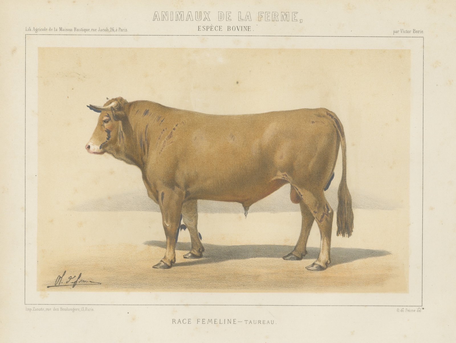 Femeline Bull, French Cattle Breed, Antique Chromolithograph by Borie, 1863