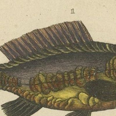Antique Print of the Barbel Fish and other Fish Species, 1844, close-up 2