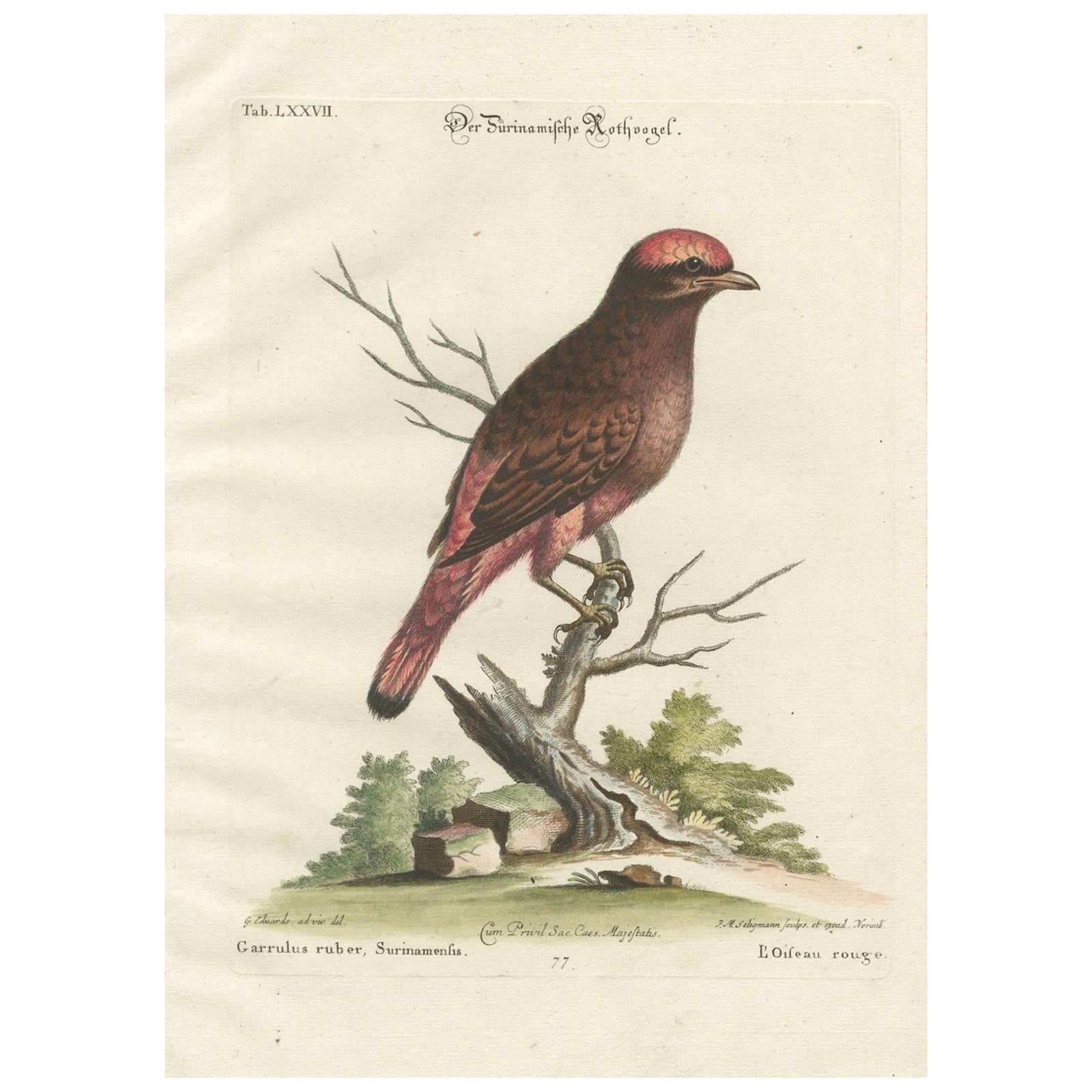 The Red Bird of Surinam by J.M. Seligmann, Hand-Colored Engraving, 18th Century