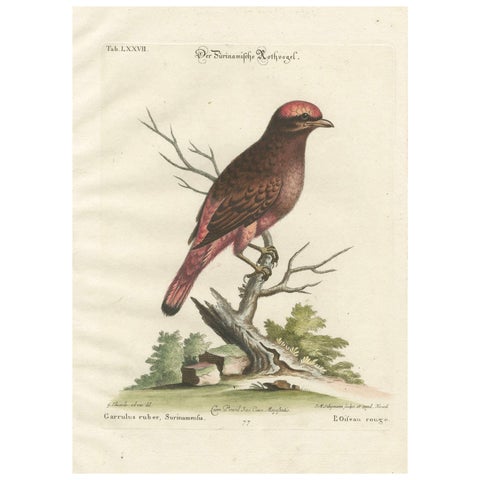 The Red Bird of Surinam by J.M. Seligmann, Hand-Colored Engraving, 18th Century