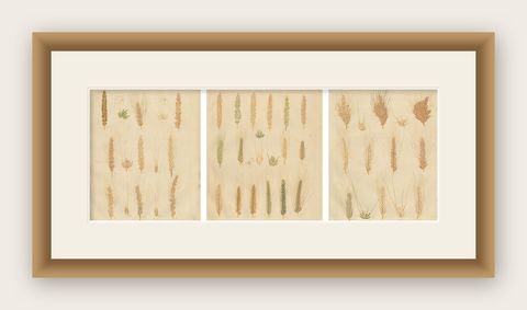 Antique Wheat and Barley Botanical Plates, Agricultural Crops, Calwer 1852, shown framed