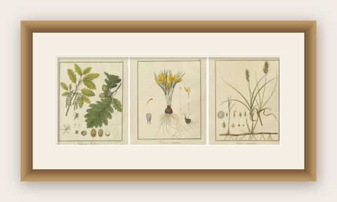 English Oak, Cloth of Gold Crocus, and Sand Sedge: Botanical Illustrations 1819, shown framed