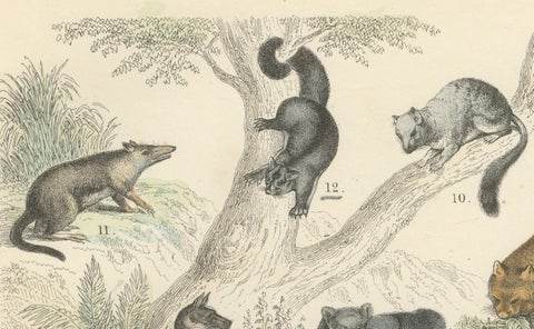 Big Cats & Marsupials Print: Lion, Tiger, Kangaroo, Antique 1867, close-up 5