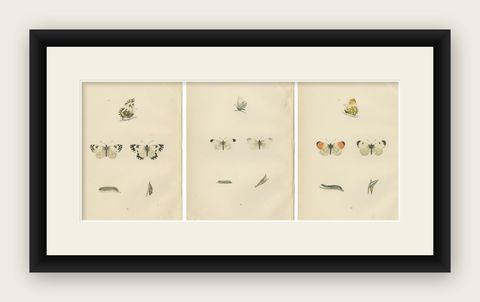 Metamorphosis in Repose: A Trio of Butterfly Lifecycles, shown framed