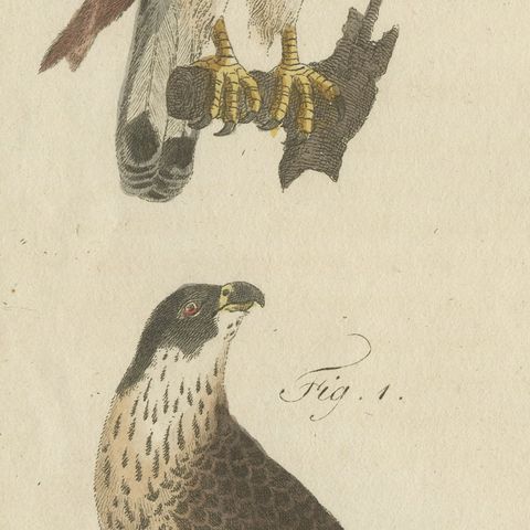Falcons and Hawks including the Peregrine, Antique Bertuch Print, circa 1805, close-up 6