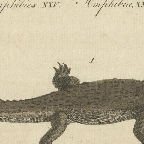 Antique Print of the Santo Domingo Crocodile and a Crocodile Skull, close-up 4