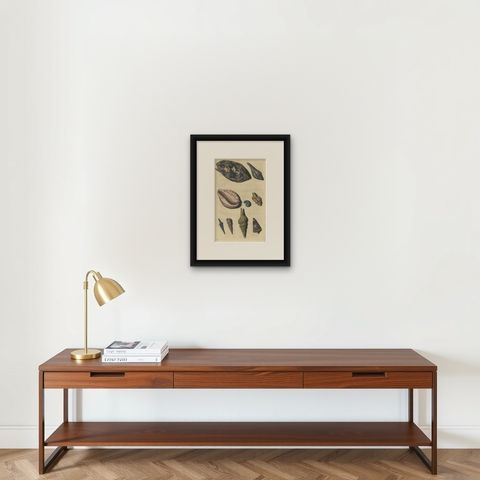 Colored Antique Print of various Sea Shells and Molluscs, shown framed on a wall