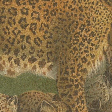 Leopards, Antique Big Cat Print, Victorian Natural History, 1894, close-up 5
