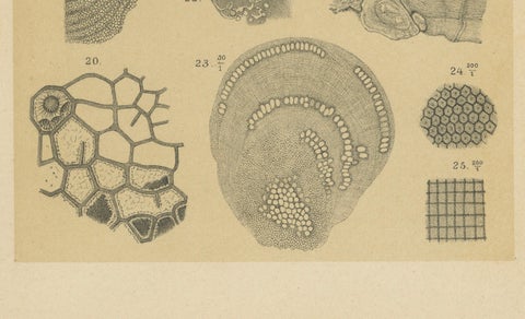 Antique Print of Caribbean Coral & Fossils - Geological Lithograph Pair, 1888, close-up 5