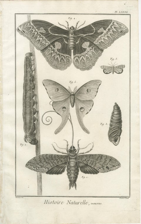 Set of Three Antique Engravings, Butterflies and Moths, 18th Century c.1770, view 3