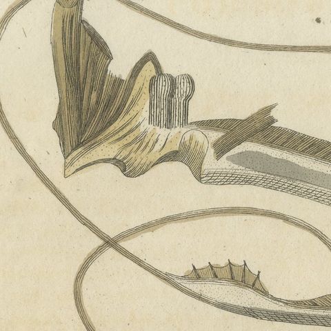 Frogfish with Lure and a Ribbon Fish, Antique Bertuch Print, circa 1810, close-up 5