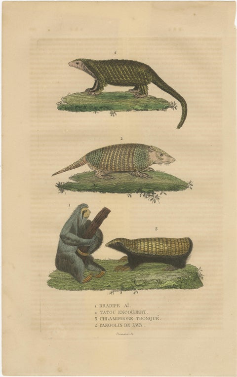 Antique Animal Engraving with Sloth, Armadillos and Pangolin, ca.1825, view 2