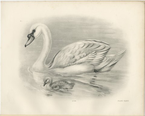 Mute Swan with Downy Cygnet, Plate CLXVII after Lilian Medland, c. 1909, view 2