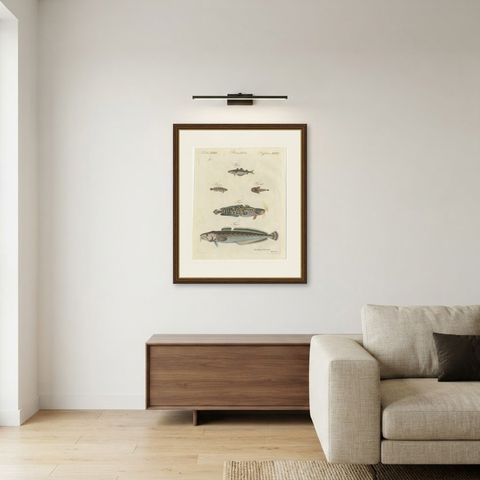 Ling, Burbot, Pollack and Toadfish, Antique Bertuch Print, circa 1805, shown framed in a room