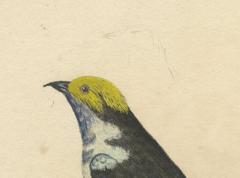 Melodic Hues: The Blue-Grey Tanager of the Tropics, circa 1820, close-up 3