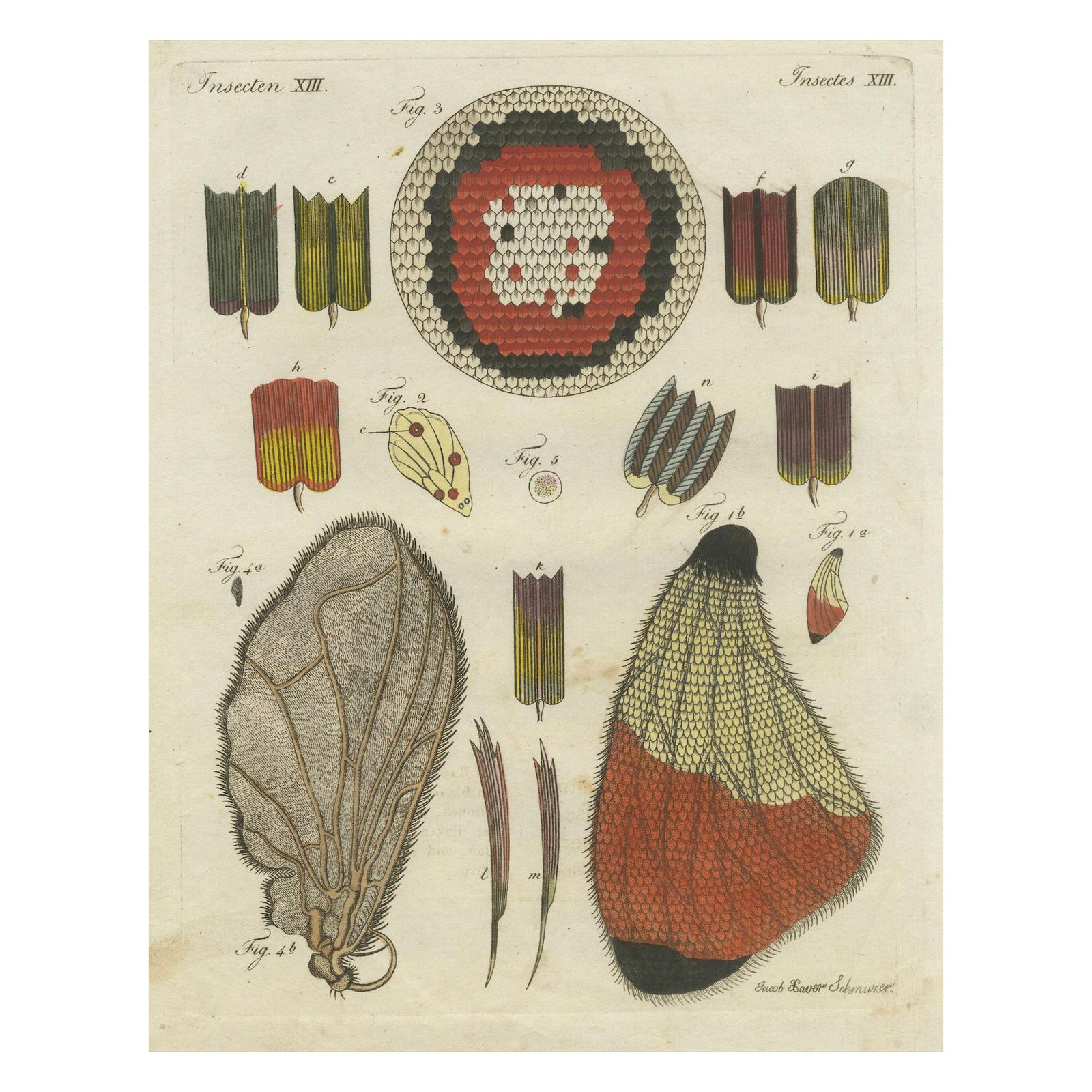 Detailed Study of Butterfly Wing Structures, 1798 Hand-Colored Engraving