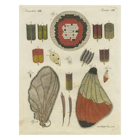 Detailed Study of Butterfly Wing Structures, 1798 Hand-Colored Engraving