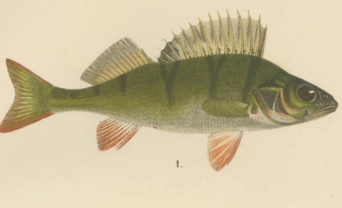 Perch, Pike-Perch, and Ruffe - Majestic Scandinavian Fish Lithograph, 1895, close-up 3