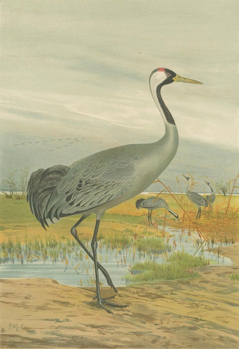 Antique Chromolithograph of the Common Crane, Grus Grus, c.1890, close-up 5