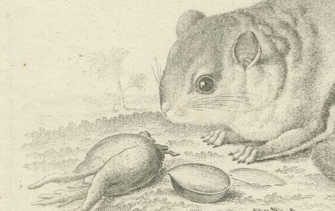 Flying Squirrel, Antique Zoological Engraving by Johann Nußbiegel, c.1800, close-up 1
