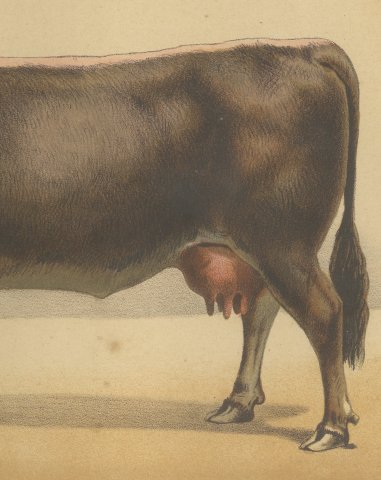 Schwyz Cow with Bell, Swiss Brown Cattle Chromolithograph, 1863, close-up 3