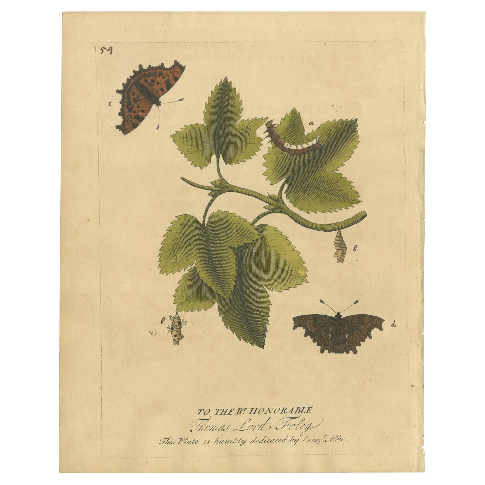 Butterfly Life Cycle on Leafy Branch, Albin Hand-Colored Engraving, 1720