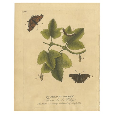 Butterfly Life Cycle on Leafy Branch, Albin Hand-Colored Engraving, 1720