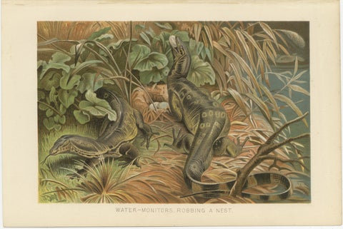 Water Monitors Robbing a Nest, Antique Reptile Wildlife Print, 1895, view 2