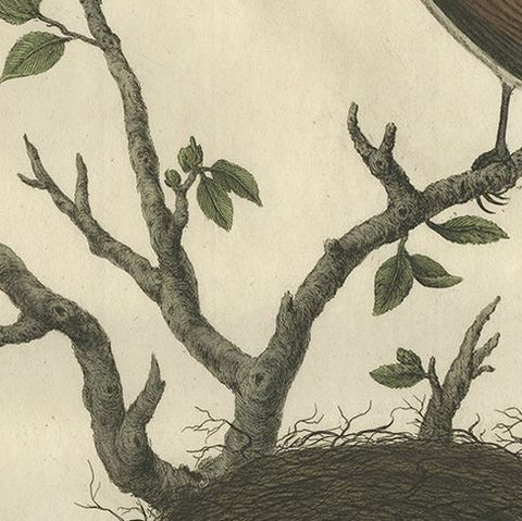 Antique Hand-Coloured Bird Print of The Red-Backed Shrike, 1789, close-up 1