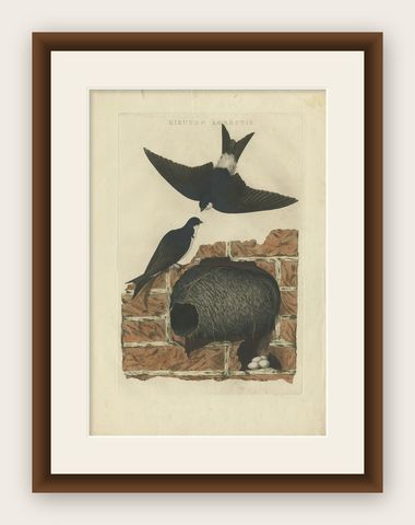 Antique Bird Print of the Barn Swallow by Sepp & Nozeman, 1770, shown framed