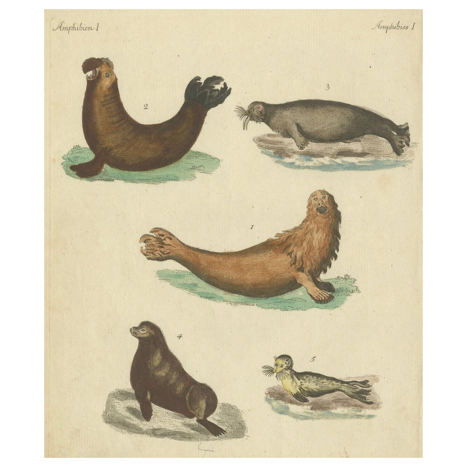 Antique Handcolored Engraving of Seals and Amphibious Creatures, c.1800