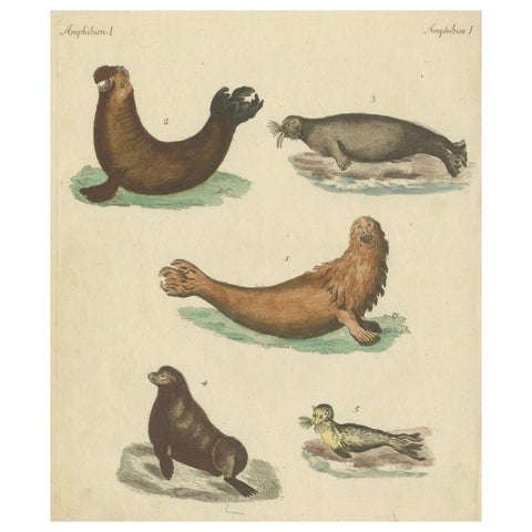 Antique Handcolored Engraving of Seals and Amphibious Creatures, c.1800