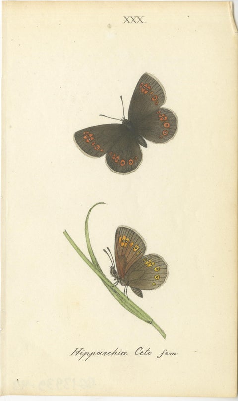 Cabinet-Size Butterfly Engravings with Jewel-Tone Species, Set of 6, 1835, view 5