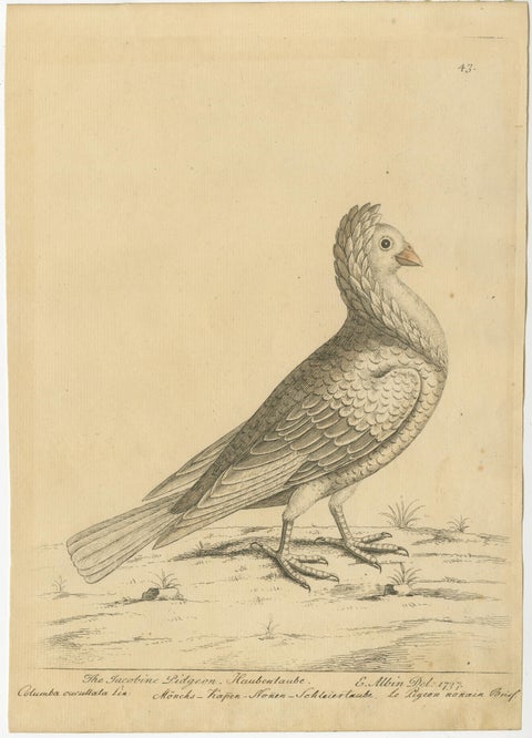 Antique Bird Print of a White Jacobin Pigeon, Hand-colored in 1740, view 2