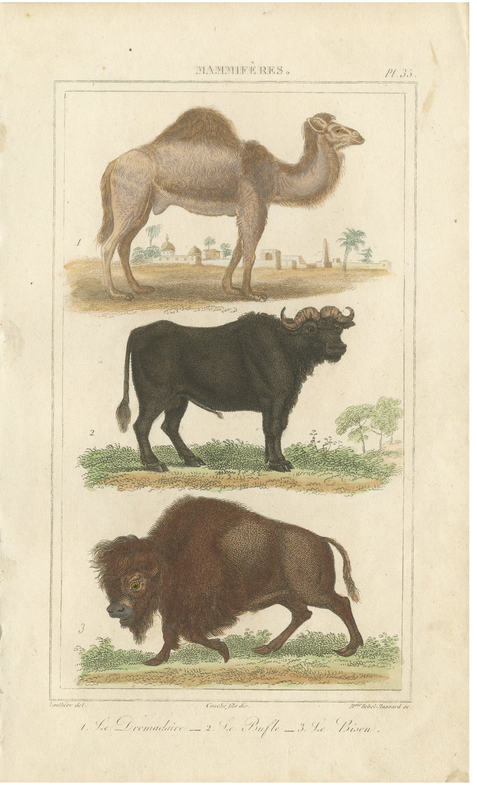 Buffon Dromedary Camel, Buffalo & Bison Hand-Colored Engraving, c.1835