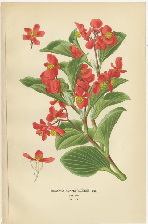 Botanical Prints: Begonia Rex, Begonia Fuchsioides & Begonia Semperflorens, 1897, view 4