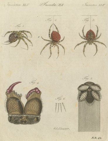 Garden Spider with Magnified Fangs, Antique Bertuch Print, circa 1805