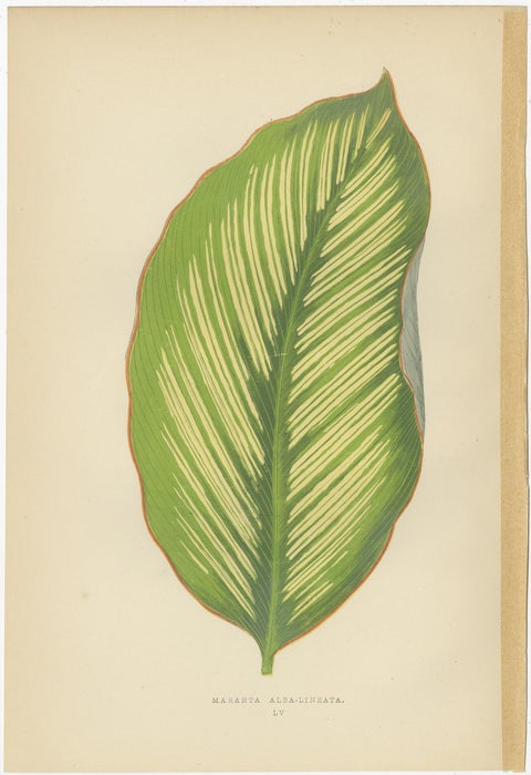 Set of 6 Botany Prints - Alocasia Metallica - Echites Nutans (1891), view 3