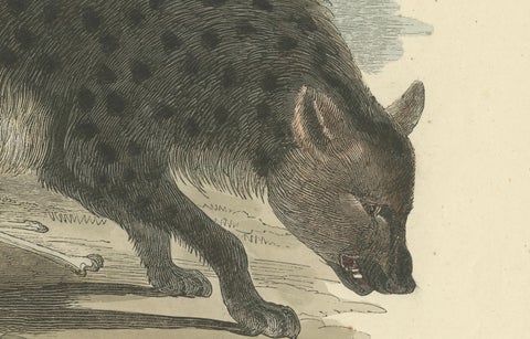 Die gefleckte Hyäne (Spotted Hyena) - Hand-Colored Zoological Print, Circa 1840, close-up 2