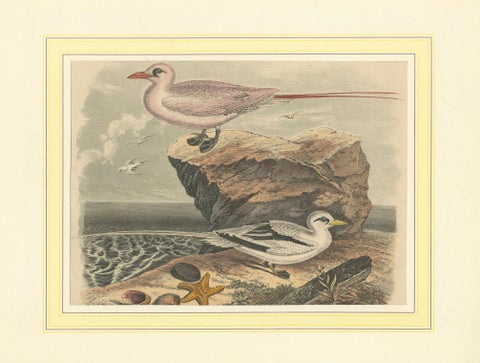 Tropicbirds and Gulls: An 1849 Coastal Encounter - A Hand-Coloured Lithograph, close-up 5