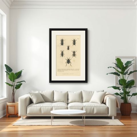 Beetles of the Early 19th Century: A Cuvier Collection from 'The Animal Kingdom', shown framed in a room