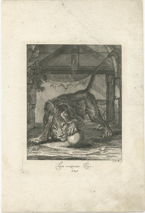Original Antique Print of an angry Lion, view 2