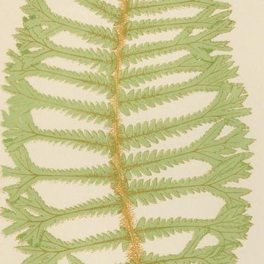 Antique Hand-Colored Fern Prints - Aspidium Filix-Mas Series, Botanical Art 1868, close-up 2