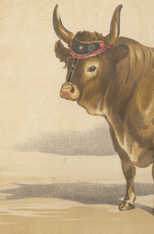 Baretonne Bull with Frontlet, French Cattle Chromolithograph, 1863, close-up 2