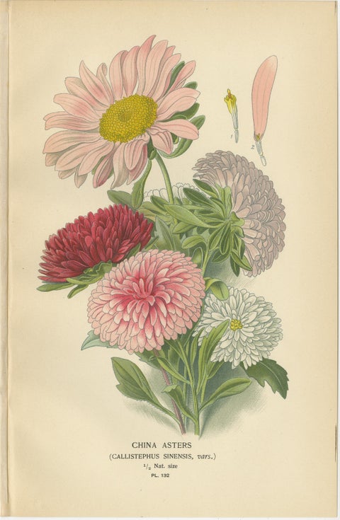 Antique Botanical Prints: Michaelmas Daisies, China Asters & New England Asters, view 3