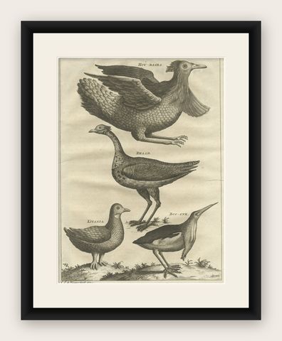 Rare Antique Bird Print of a Houbara, the Arabian Bustard and More, 1773, shown framed