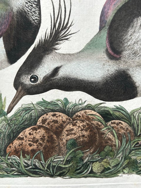 Northern Lapwing, Gavia vulgaris, Tringa vanellus, Nozeman & Sepp, 1770–1829, view 9